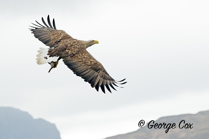 sea-eagle-flying-with-fish - Birds in Flight
