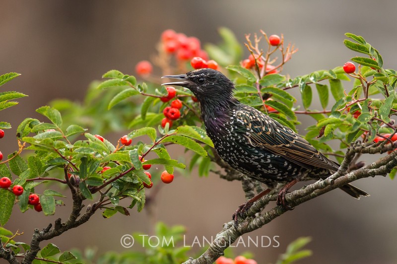 Starling - Starlings and Murmurations