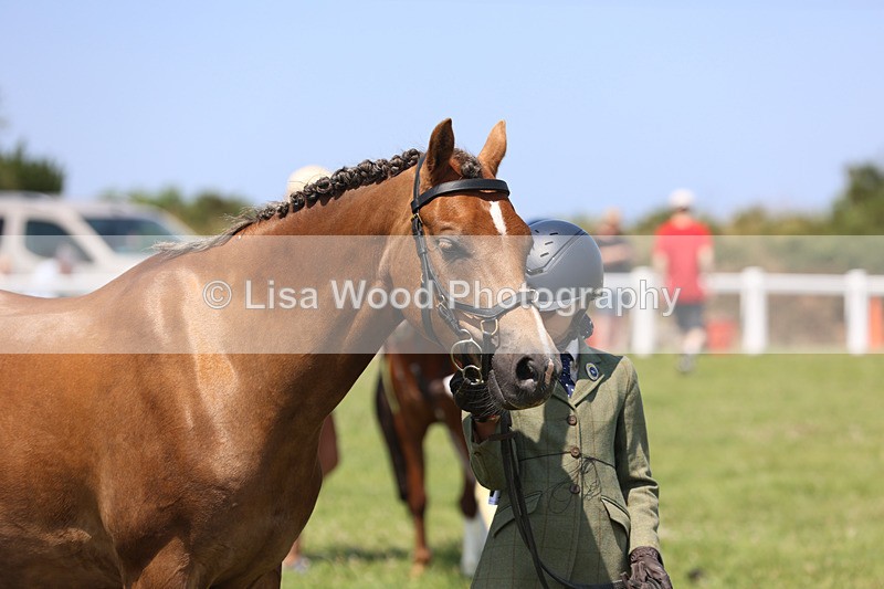 JPP_2853 - Class 21: Working Hunter 60cm