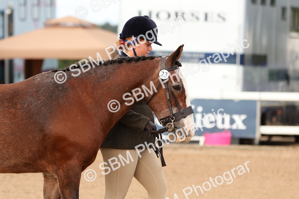 SBM_10264 - Class 206 - IH Non Show Type Pony