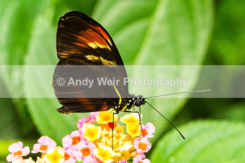 20130803-_MG_5256 - Butterflies & Moths