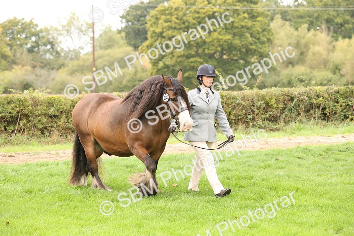 SBM_59212 - S57 - Traditional Cob In Hand