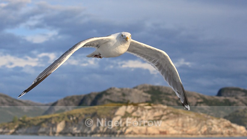 Herring Gull close to boat, Norway - Herring Gull