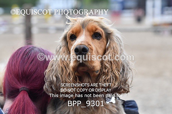 BPP_9301 - CLASS 30 SUN Senior Newcomers/ 1.10m Open