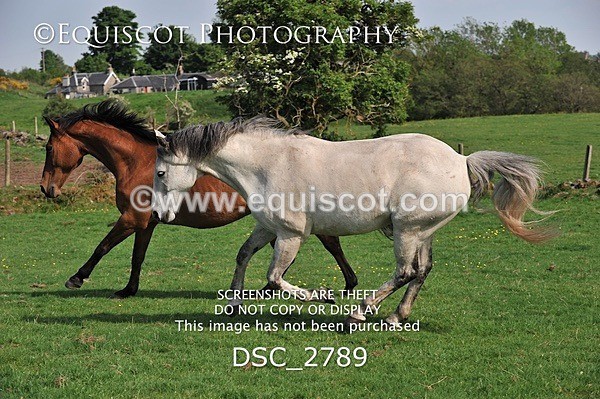 DSC_2789 - ARCHIVE REQUEST - Quincy and Guinness