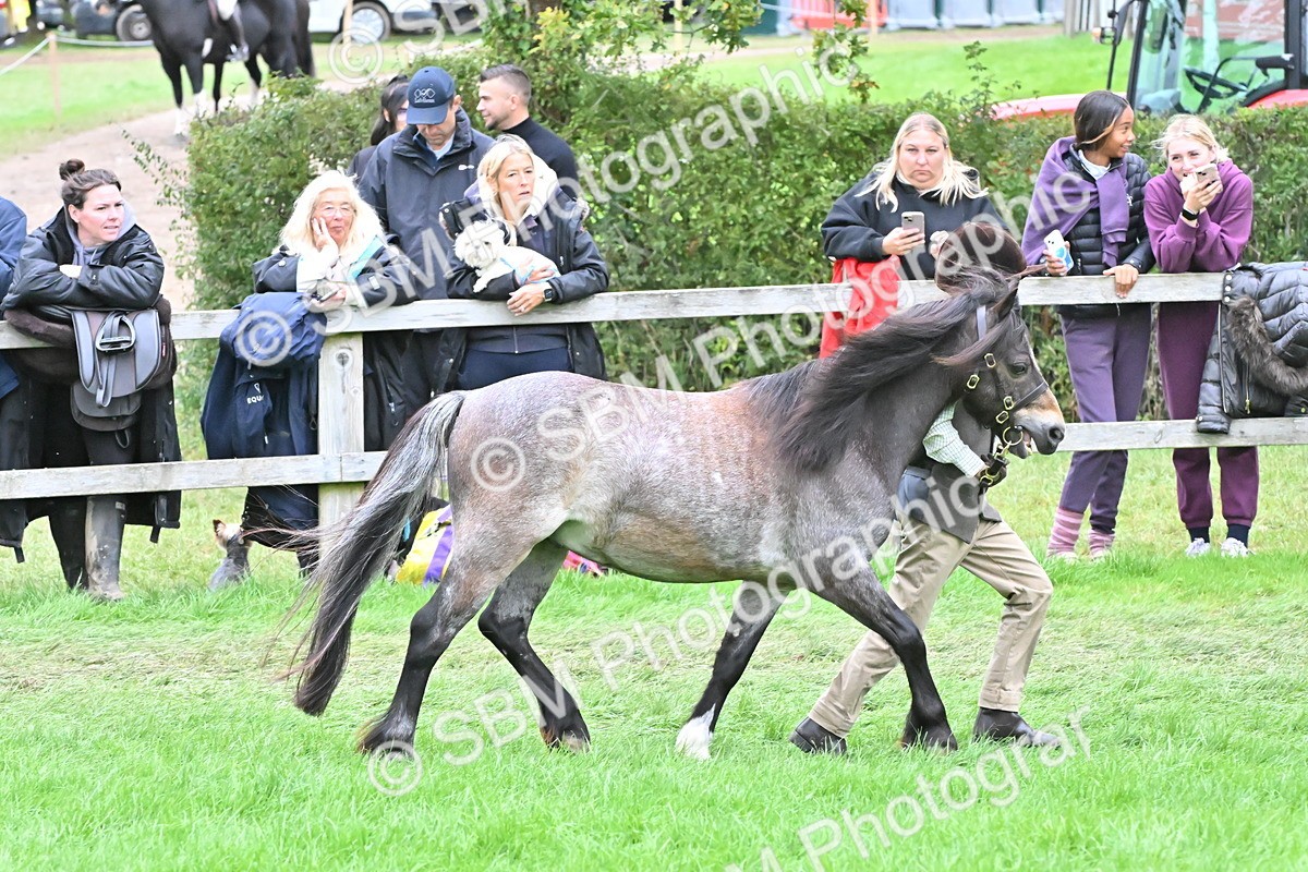 SBM_68555 - S42 - Junior Handler 9-12 Years