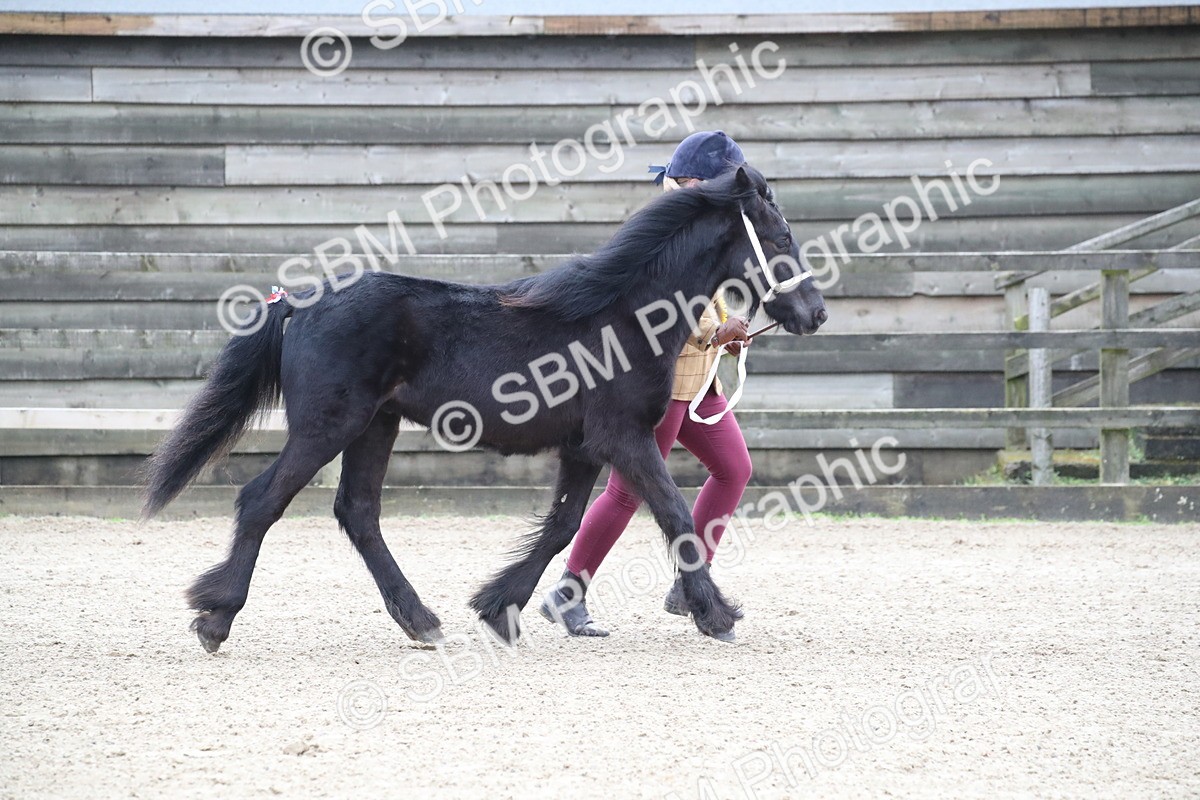 SBM_004016 - Class 1-4 - Young Stock classes Inc. In Hand Championship