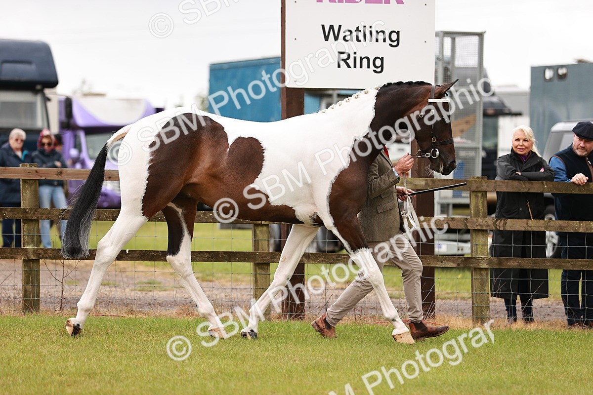 SBM_00754 - Class 26-30 Sport Horse In Hand