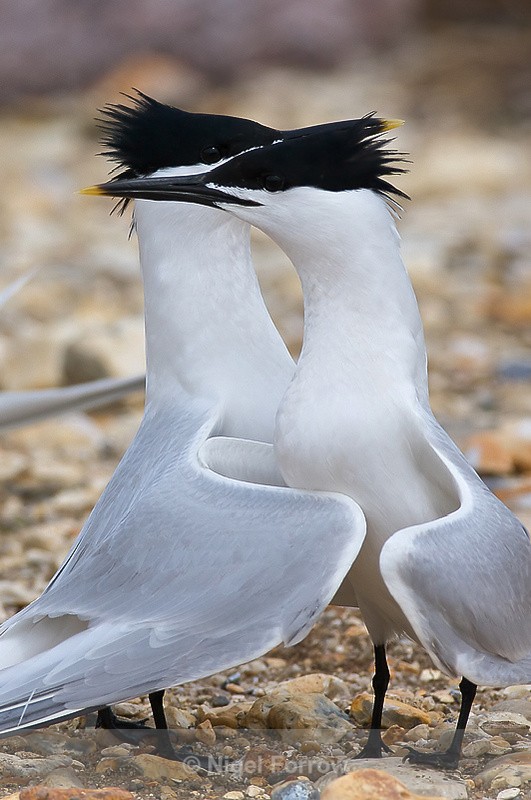 Sandwich Tern courtship dance - Sandwich Tern