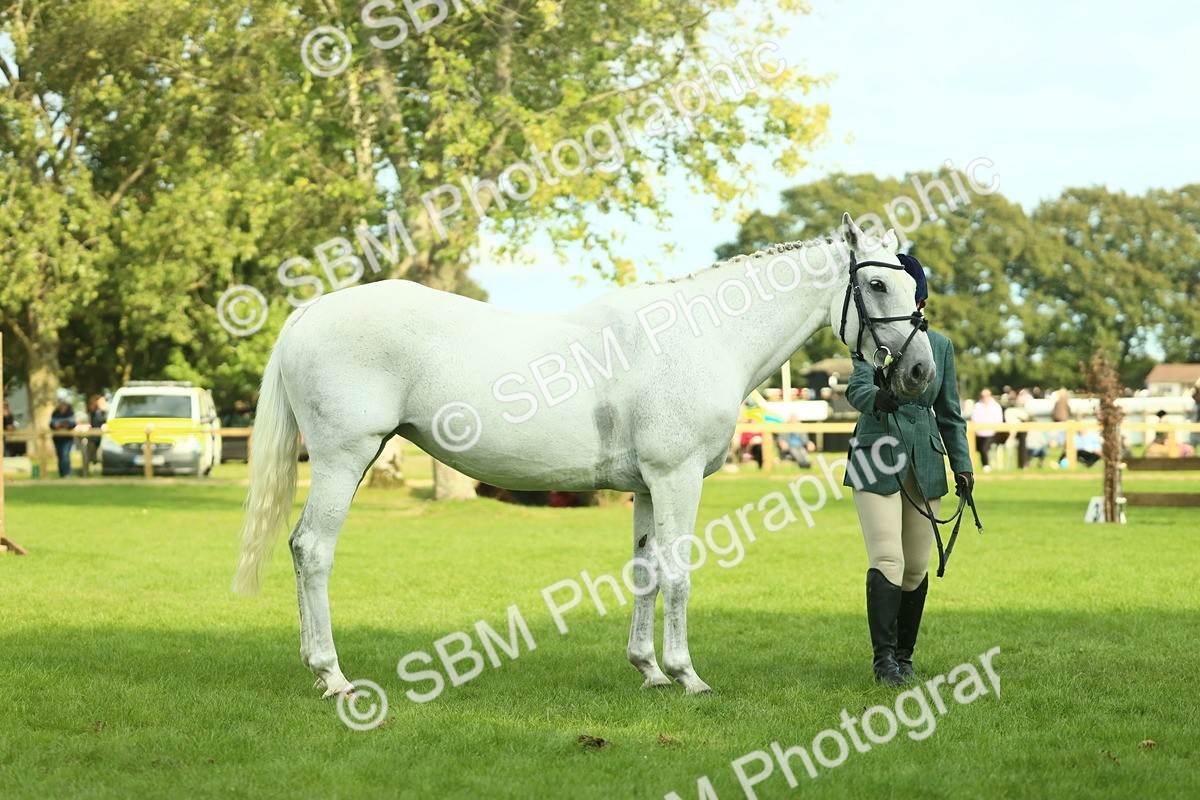 SBM_52157 - S33 - Working Hunter & Working Show Horse