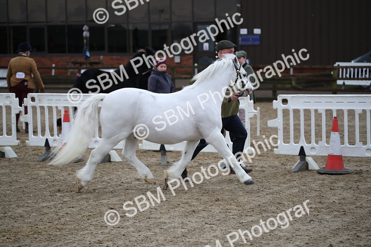 SBM_003919 - Class 1-4 - Young Stock classes Inc. In Hand Championship
