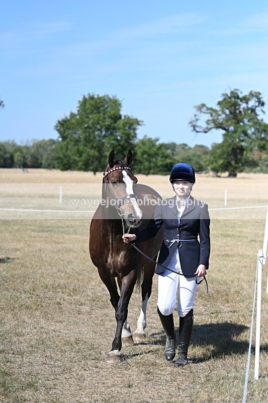 WJ7_1541 - Class 42 Most Handsome Gelding