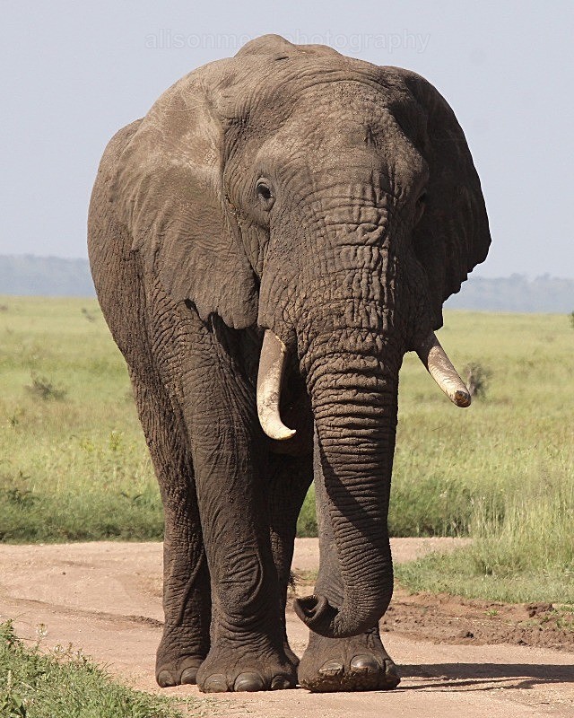  - African Safaris