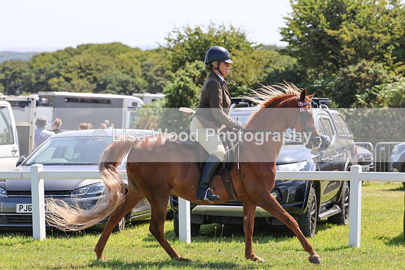 IMG_2242 - Class 37: Pure, Anglo & Part Bred Ridden Arab