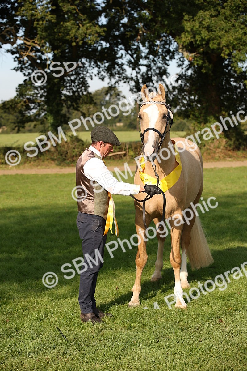 SBM_59390 - S52 - Other Coloured Horse In Hand