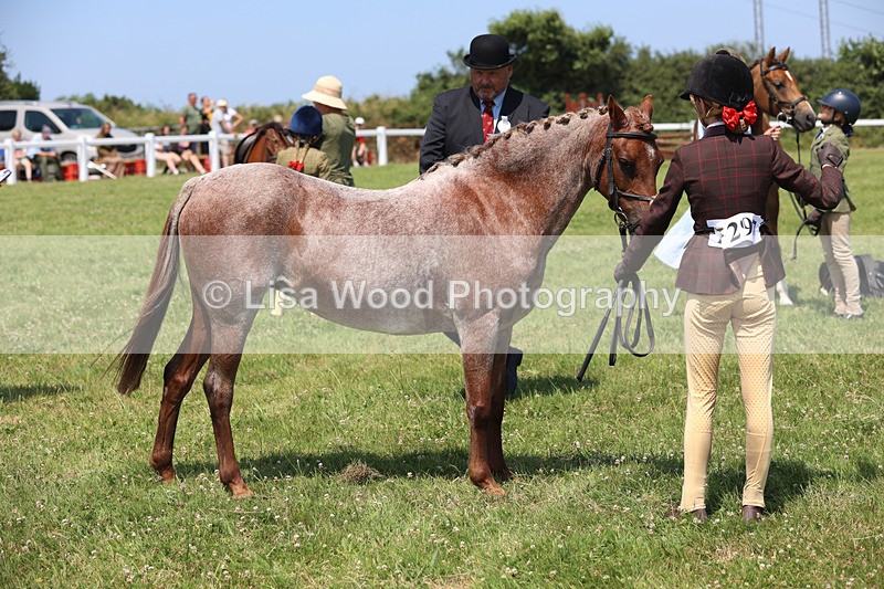 JPP_2879 - Class 21: Working Hunter 60cm