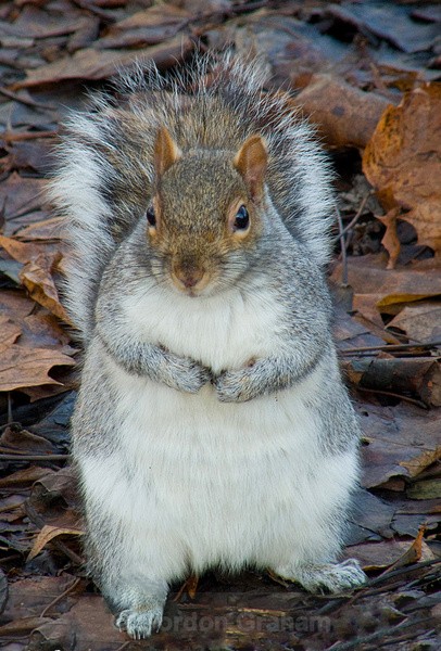 Grey Squirrel - Wildlife