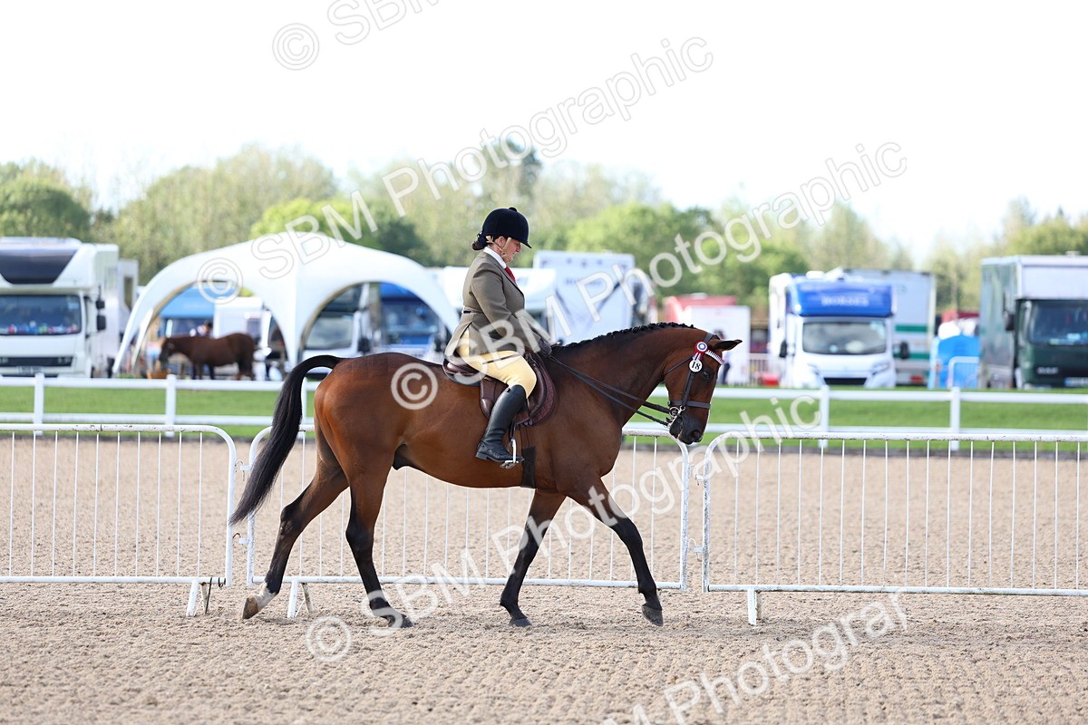SBM_09093 - Class 303 - Ridden Pure Bred Horse Pony