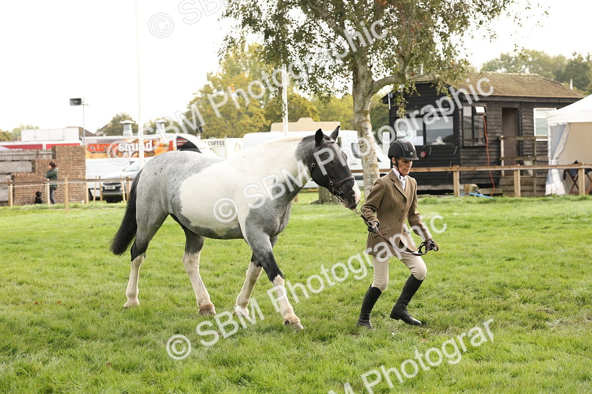 SBM_56802 - S54 - Piebald & Skewbald Horse In Hand