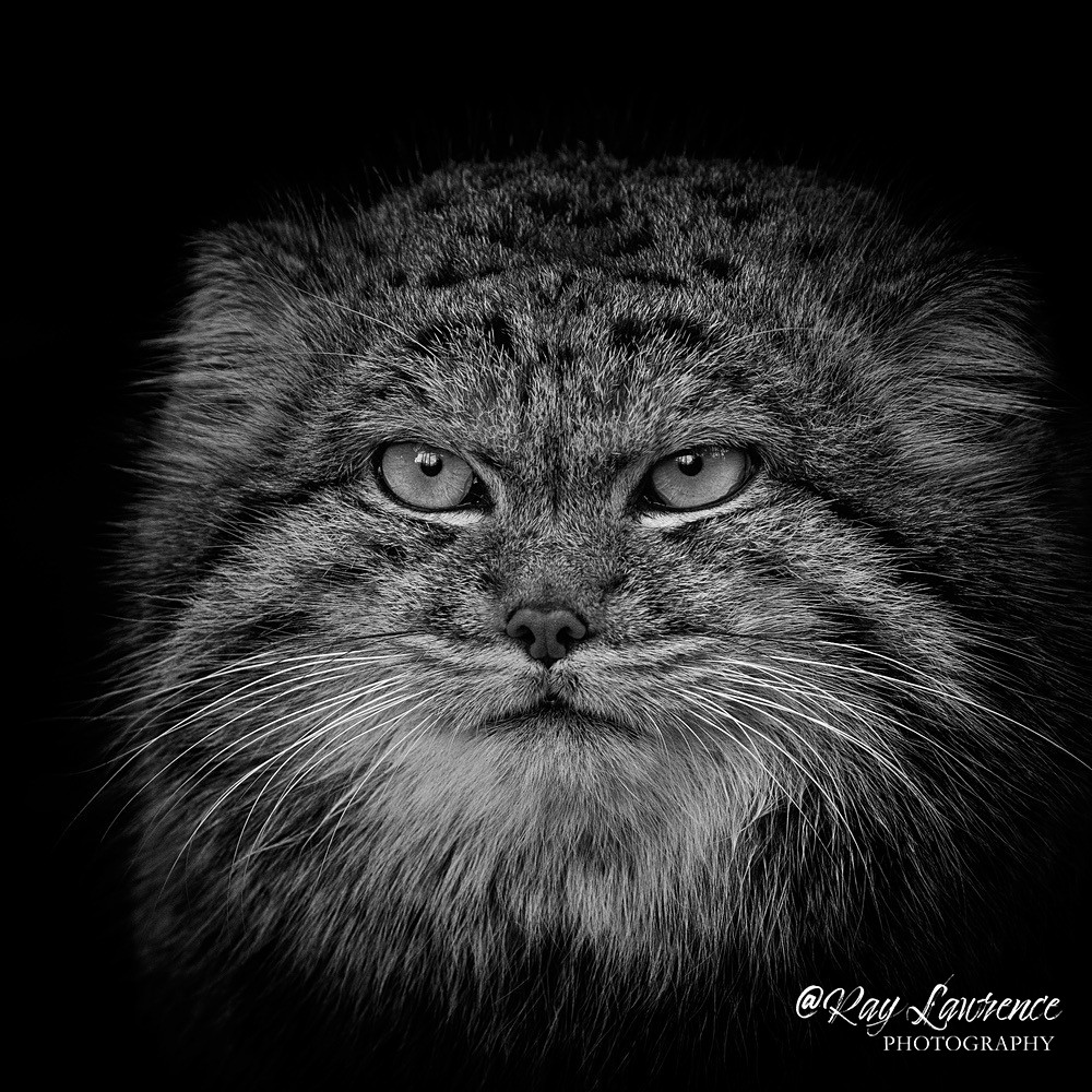 RLP_9255-749-Edit-2-Edit - Wildlife - Other