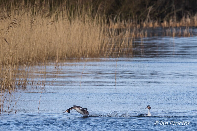 Courting Ritual 2 of 6 - Great Crested Grebes - Nature