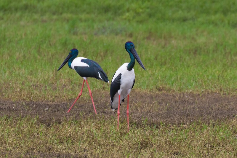 Jabiru Pair 2. 0A3A6966 - Jabiru