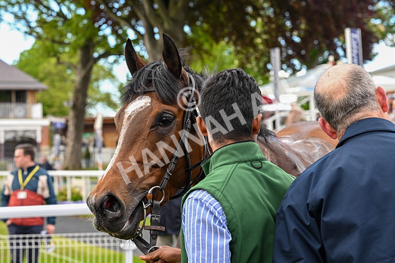 130526-Race 6-Startled-3577 - Race 6 4.40pm Conundrum HR Consulting Handicap
