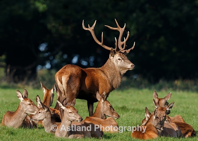 Astland Photography, Bird and Wildlife Images, Susan and Peter Wilson, U.K.
