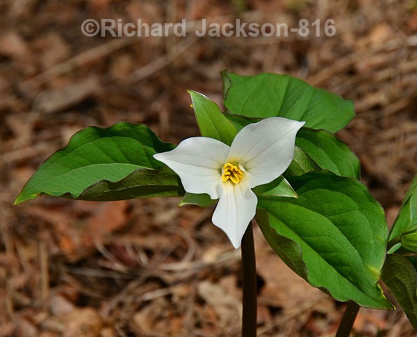 White Trillium - Flowers