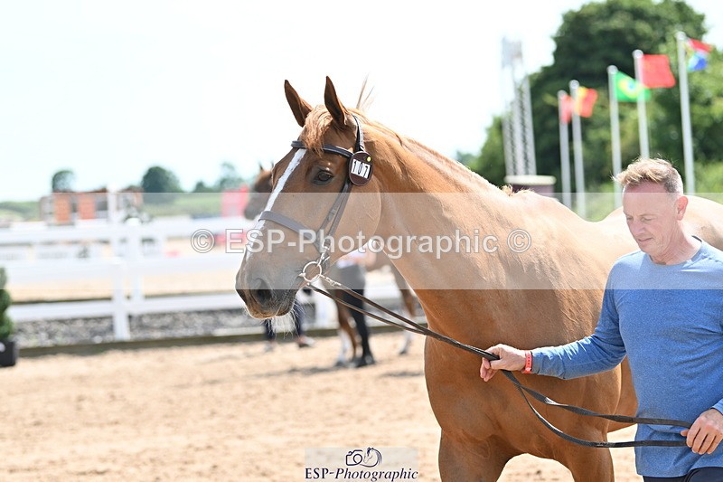 240717A-150701-02555 - Trot Up 3pm to 4pm