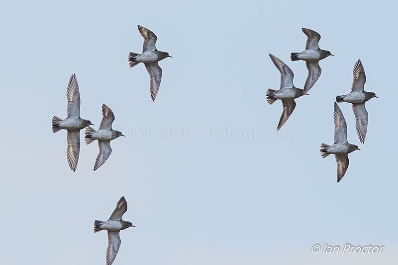 Golden Plover (Pluvialis apricaria) in flight - Nature