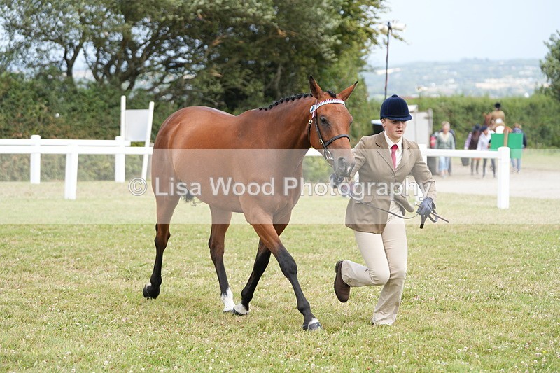 DSC06378 - Class 55: Hunter/Riding Horse/Hack 3 & 4 yr olds