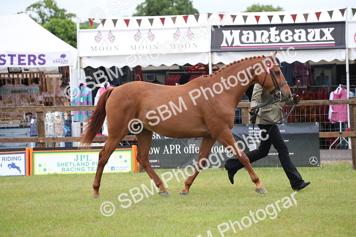 SBM_00140 - Class 17-20 - Arab & Part Bred - Anglo Arab In Hand