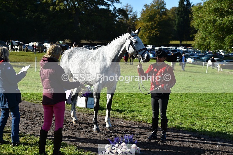 231022-105742-23624 - 411-MIDNIGHT.MOON.DANCER-Jacqueline.Cole-TrotUp+SJ