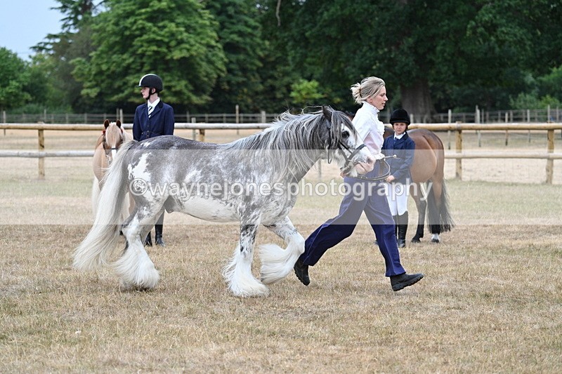 WJ7_9636 - Class 5 Most Handsome Gelding (up to 14.2hh)