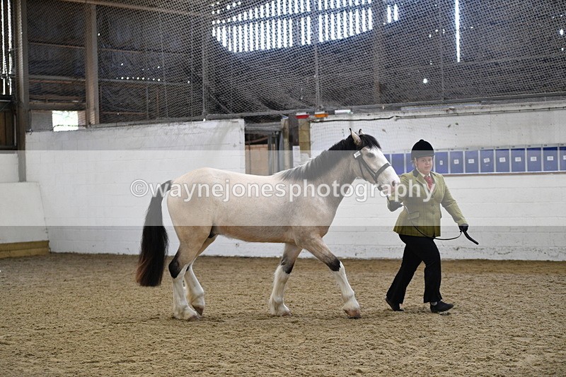 WJ5_4496 - Class 3 Part Bred In hand