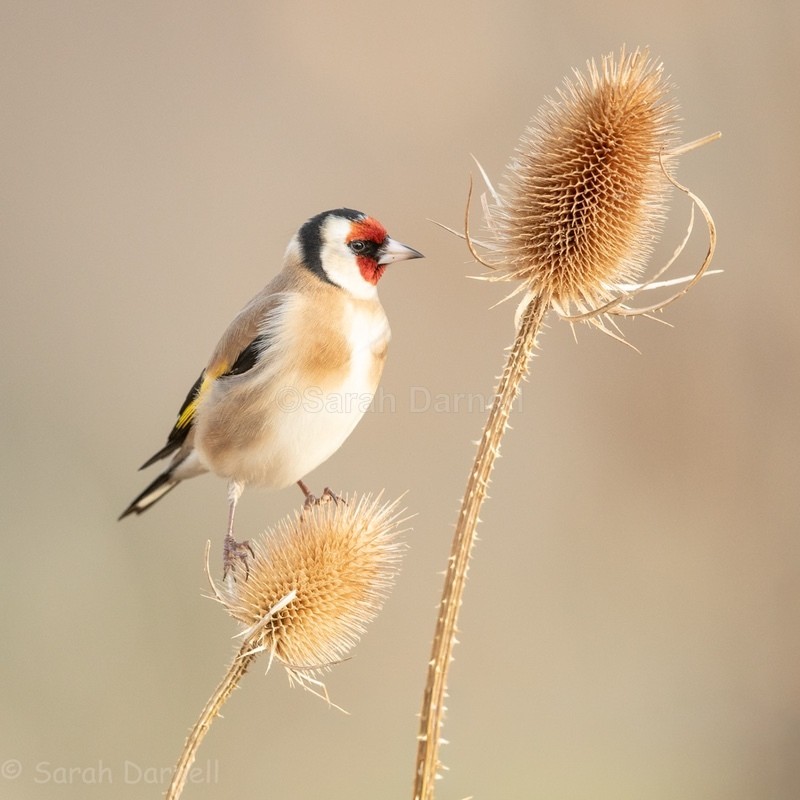 Teasel Goldfinch SD20261 - Greeting Cards