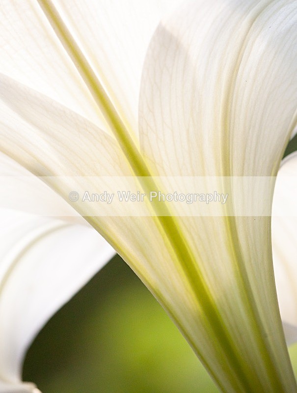 20110704-IMG_6147 - Plants & Flowers