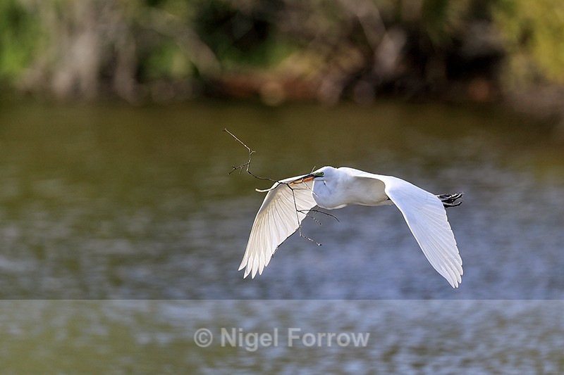 Great Egret flying, wings down - Venice Rookery, Florida - Great Egret