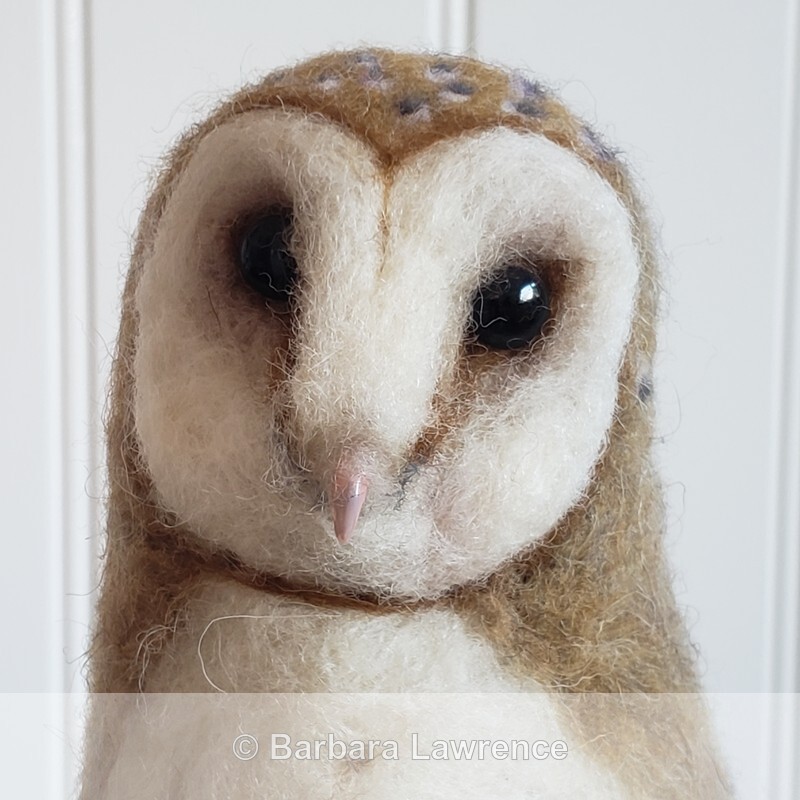 Barn Owl Photo 2 - Gallery