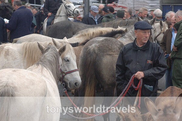 5, Man with Ponies, Maum Cross, Galway - Horse Fairs, Ireland