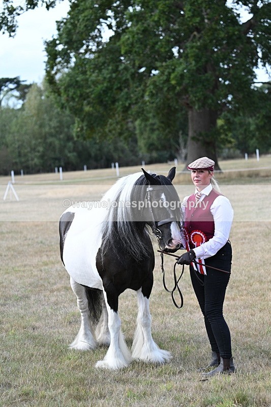WJ7_8376 - In-hand Championship