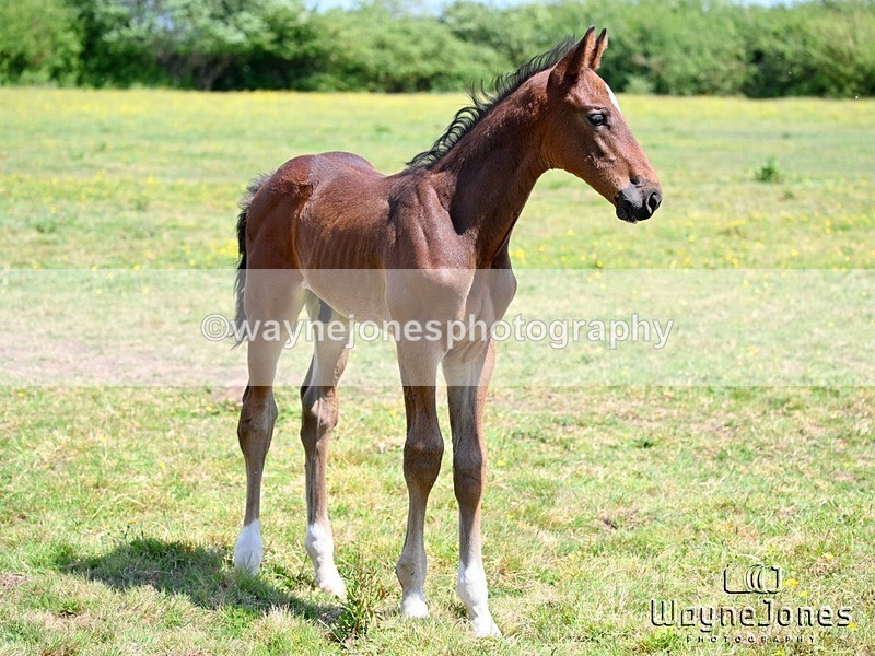 WJ6_4145 - Lyford Stud - Foals 01-06-25