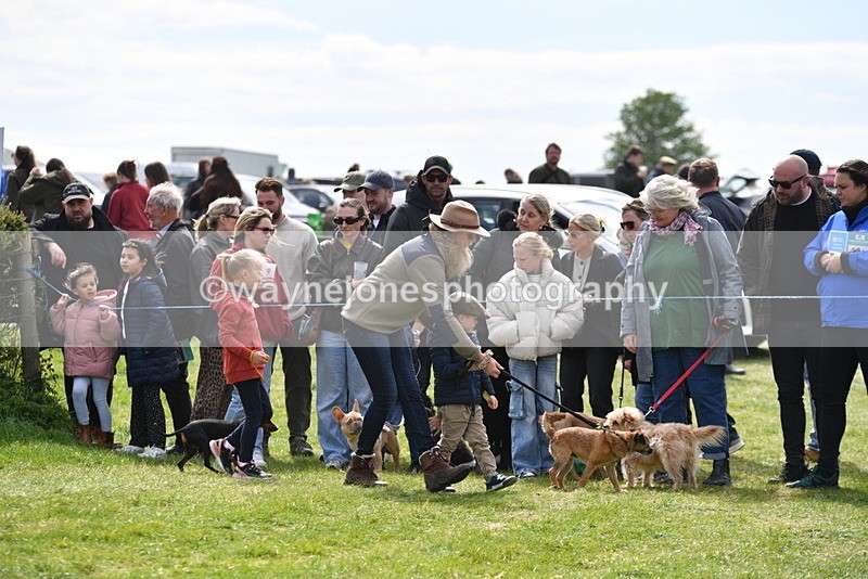 WJ5_0621 - Class 7 Best Terrier