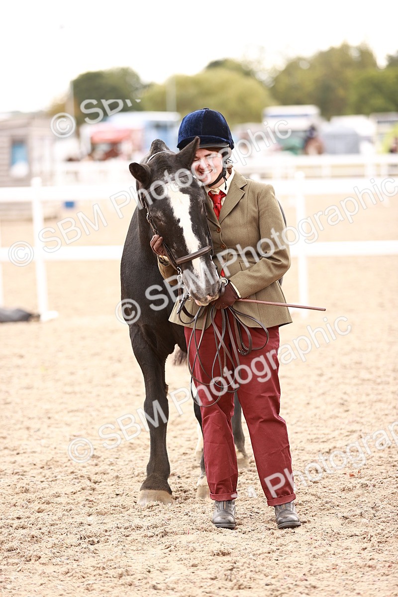 SBM_16195 - Class412 - Handsome Gelding (IH  or Ridden) Adult