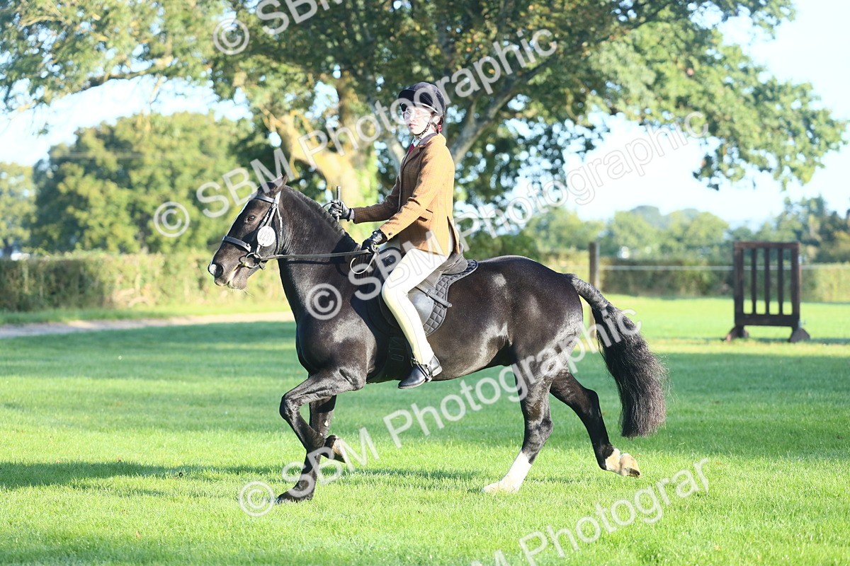 SBM_37347 - S29 - Novice & Newcomers Working Hunter Pony