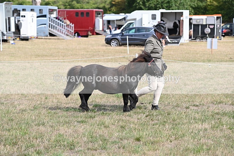 WJ6_6814 - Class 21 Shetland & Mini Horses