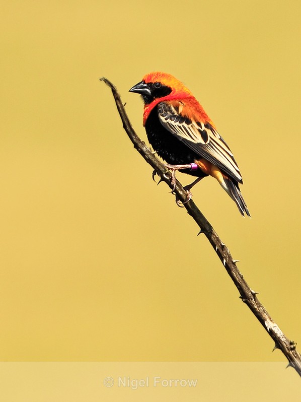 Black-winged Red Bishop perched on a thorny branch at Durlston - Black-winged Red Bishop