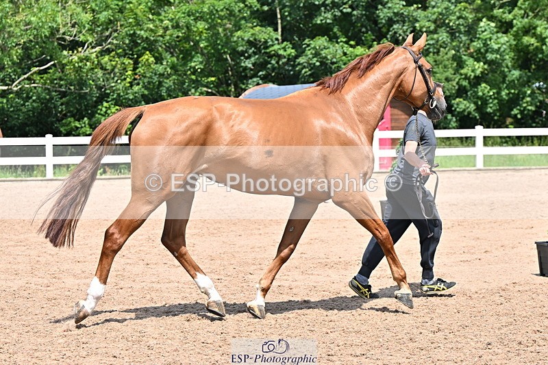 240718A-105318-01827 - Trot Up 1pm to 2pm
