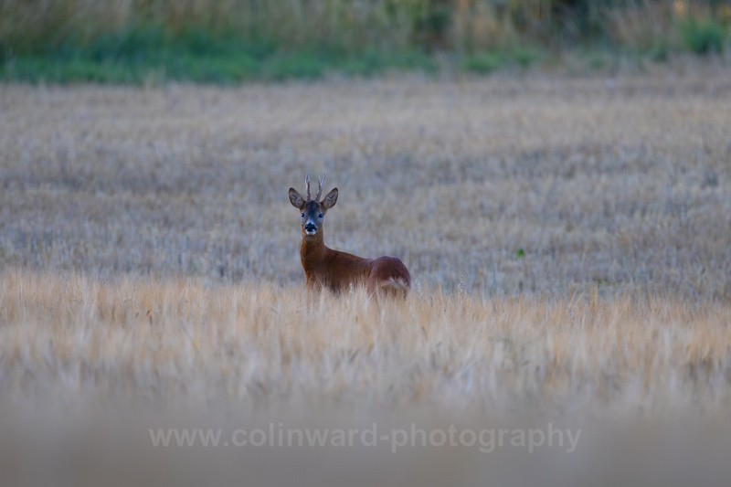 Roe Deer - macro and nature.